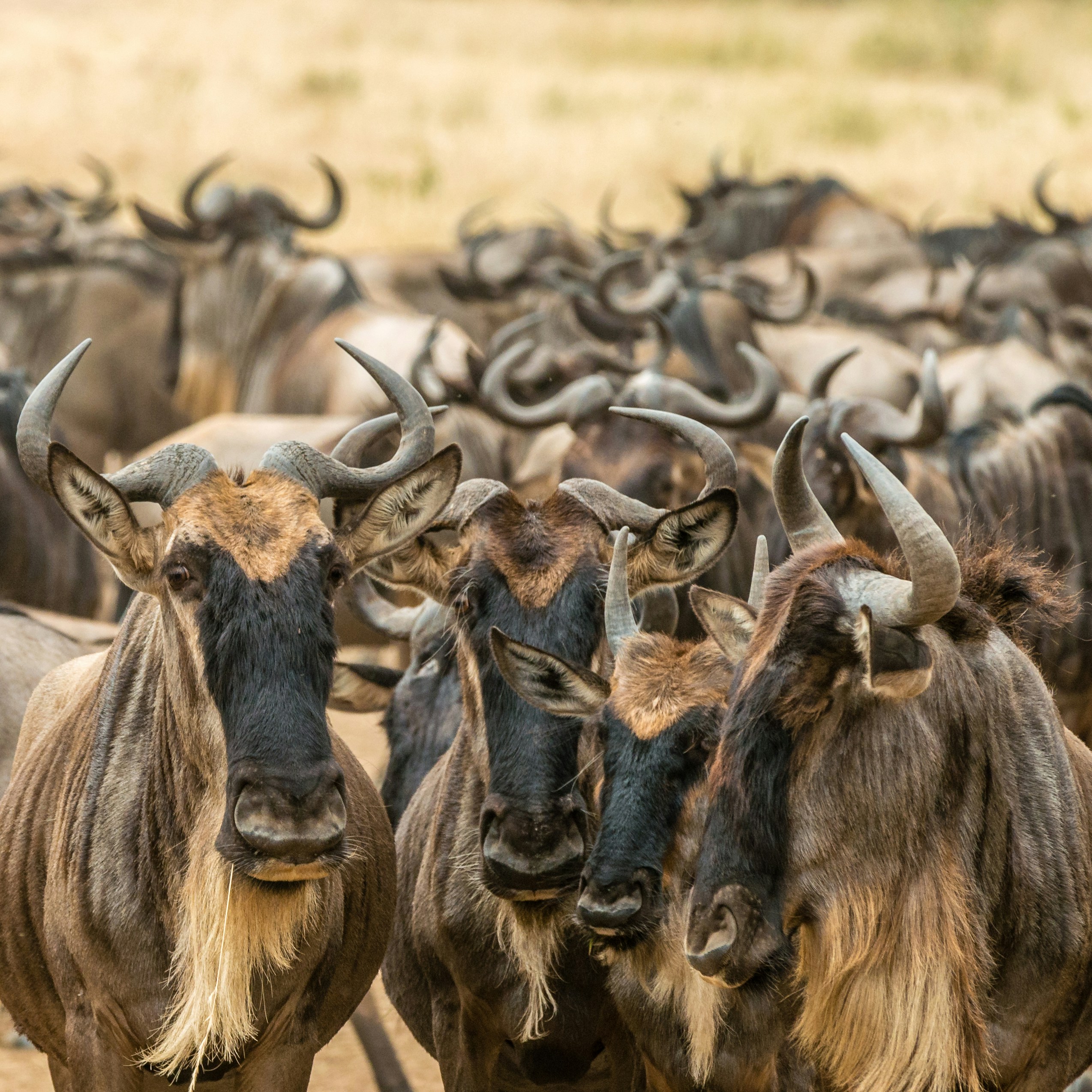 4 DAYS 3 NIGHTS MARA/NAIVASHA ITINERARY