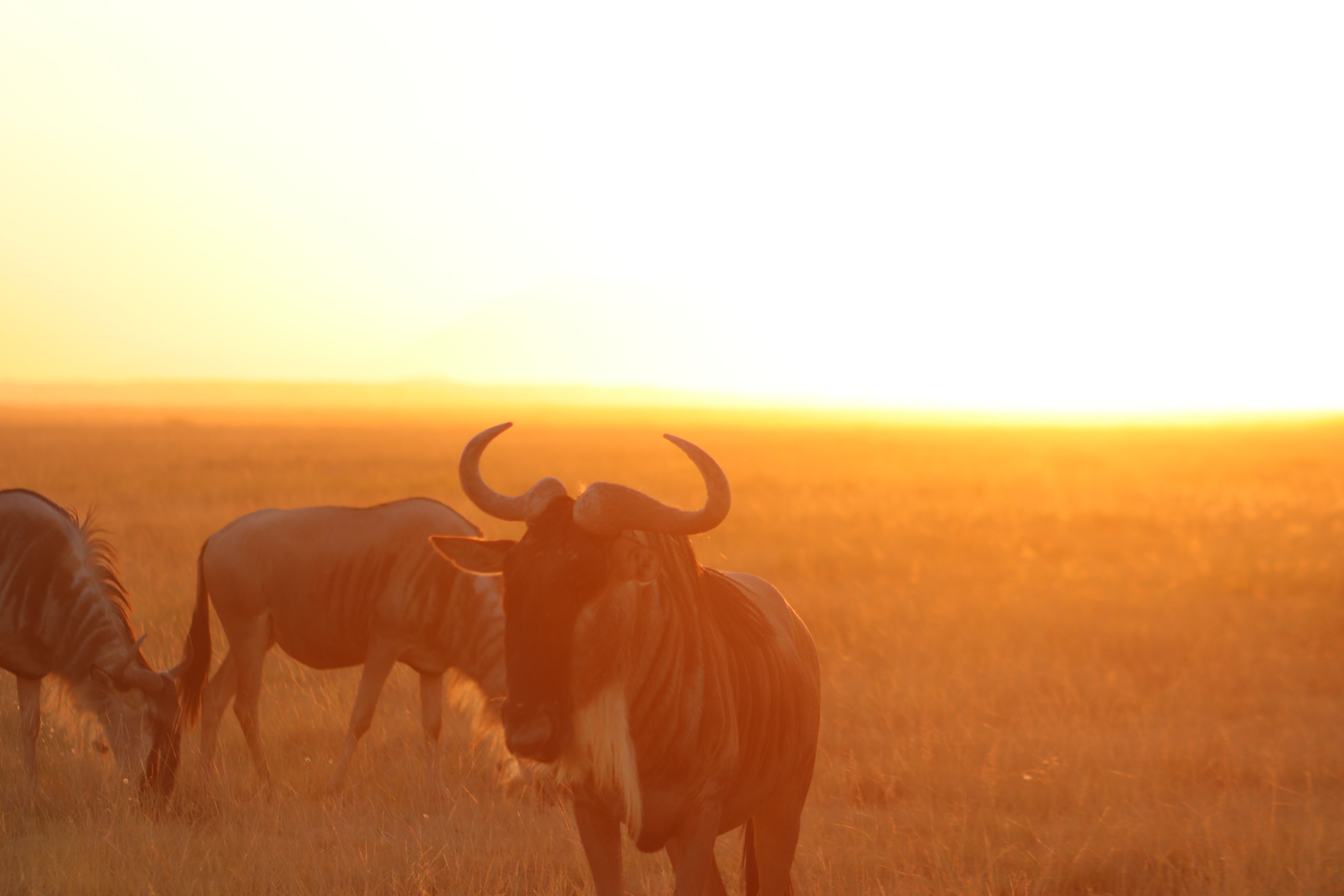 Amboseli National Park Safari